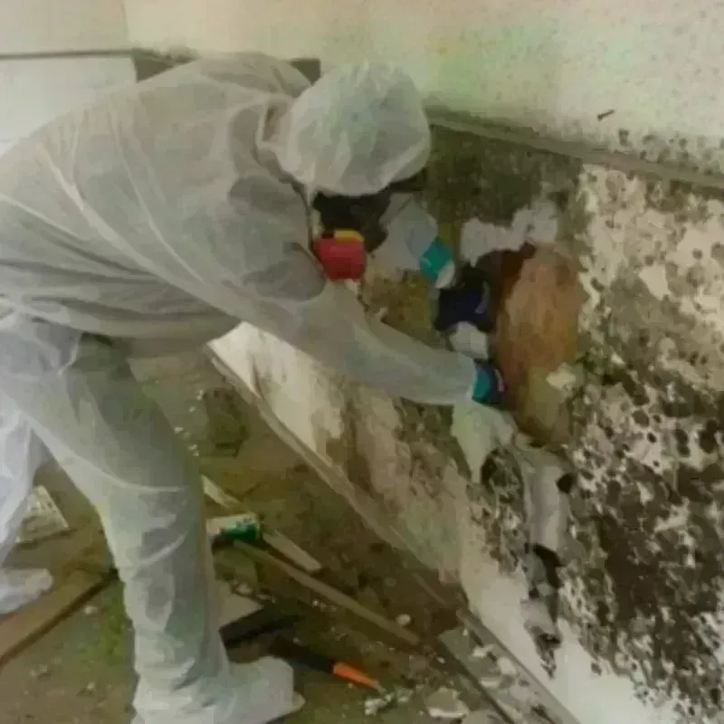 Mold Remediation and Removal in Milam County, TX